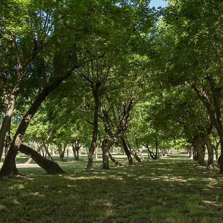 Fonte Ripa - & Foiano Della Chiana